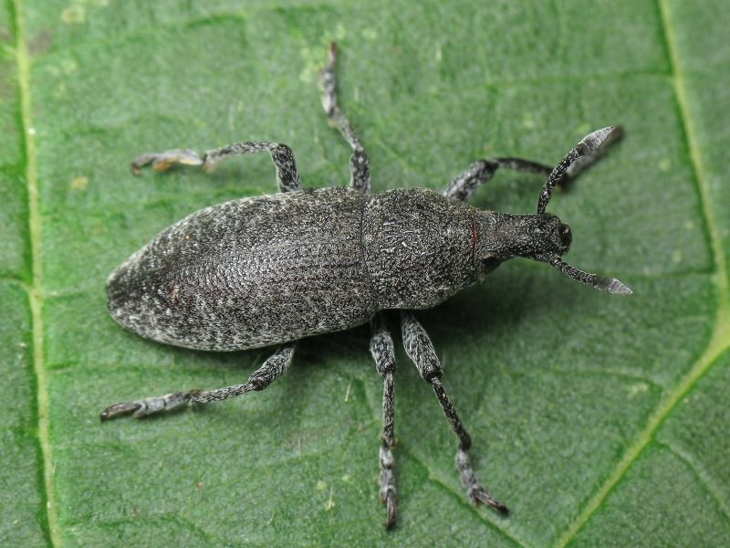 Rhabdorrhynchus karelini (Fåhraeus, 1842)